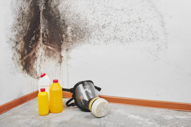 Best Fast Mold Removal  in Fairmount, CO