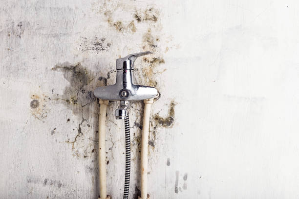 Best Mold Damage Repair  in Fairmount, CO