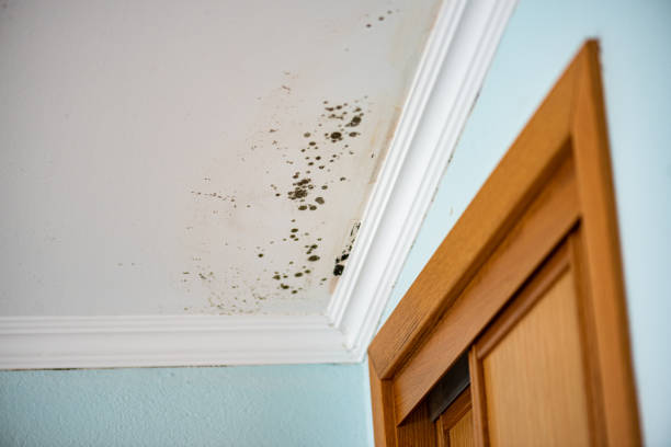 Office Mold Removal Services in Fairmount, CO