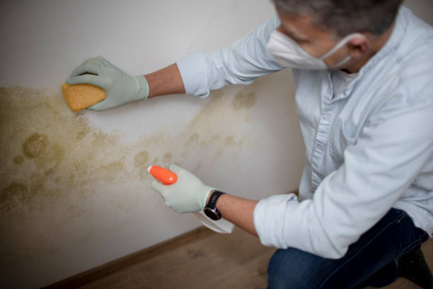 Best Office Mold Removal Services  in Fairmount, CO