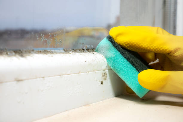 Best Local Mold Removal Service  in Fairmount, CO